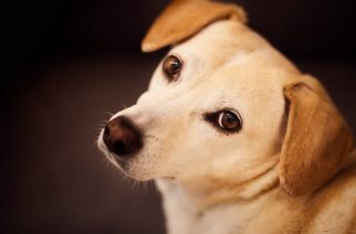 Er Det Verdt Å Ha En Hund? Mange helsemessige fordeler ved å være en hundeeie