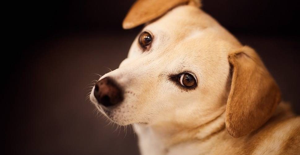 Er Det Verdt Å Ha En Hund? Mange helsemessige fordeler ved å være en hundeeie